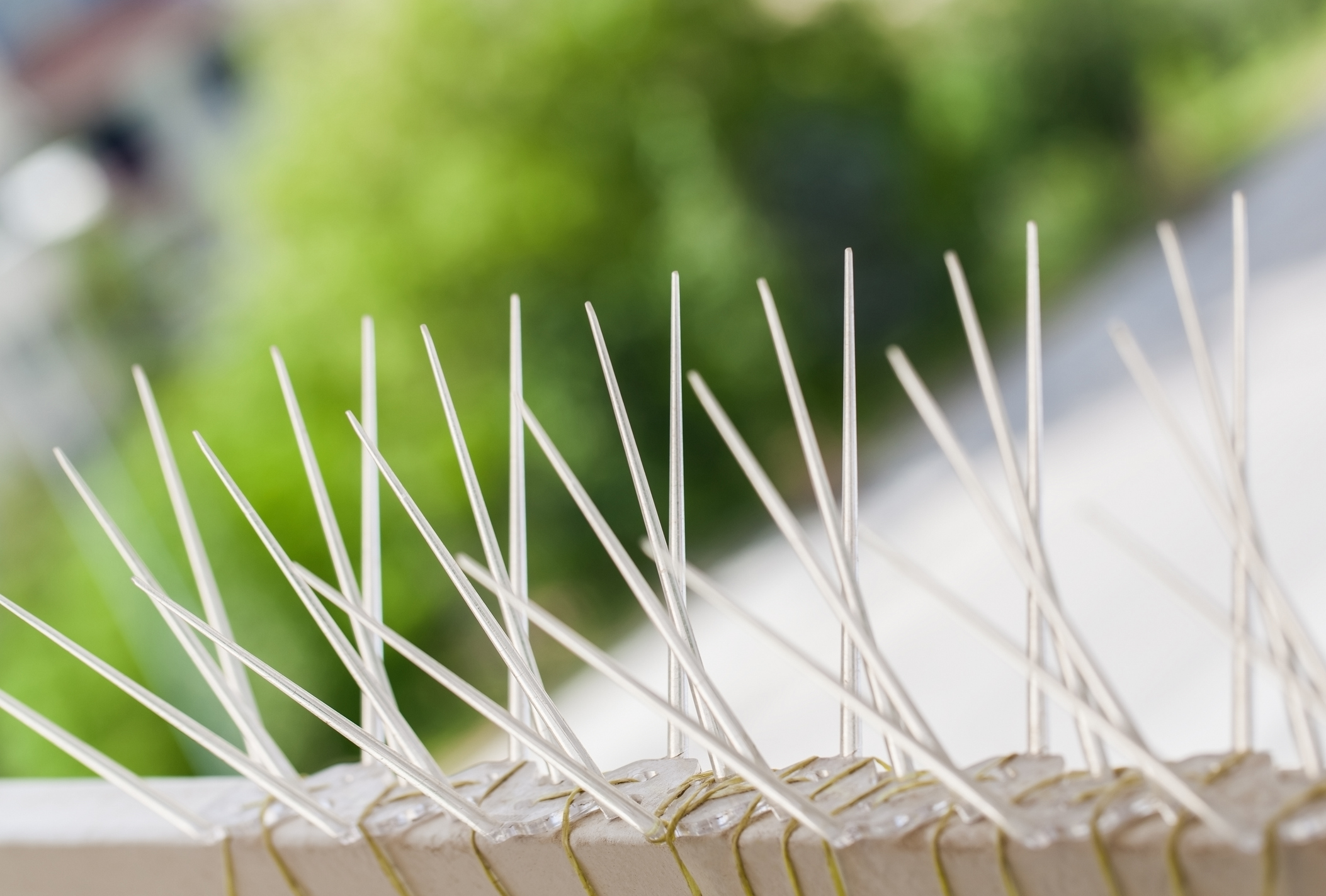Bird spikes installed as a humane deterrent on a suitable property surface